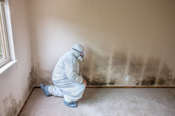 Best HVAC Mold Inspection and Cleaning  in USA